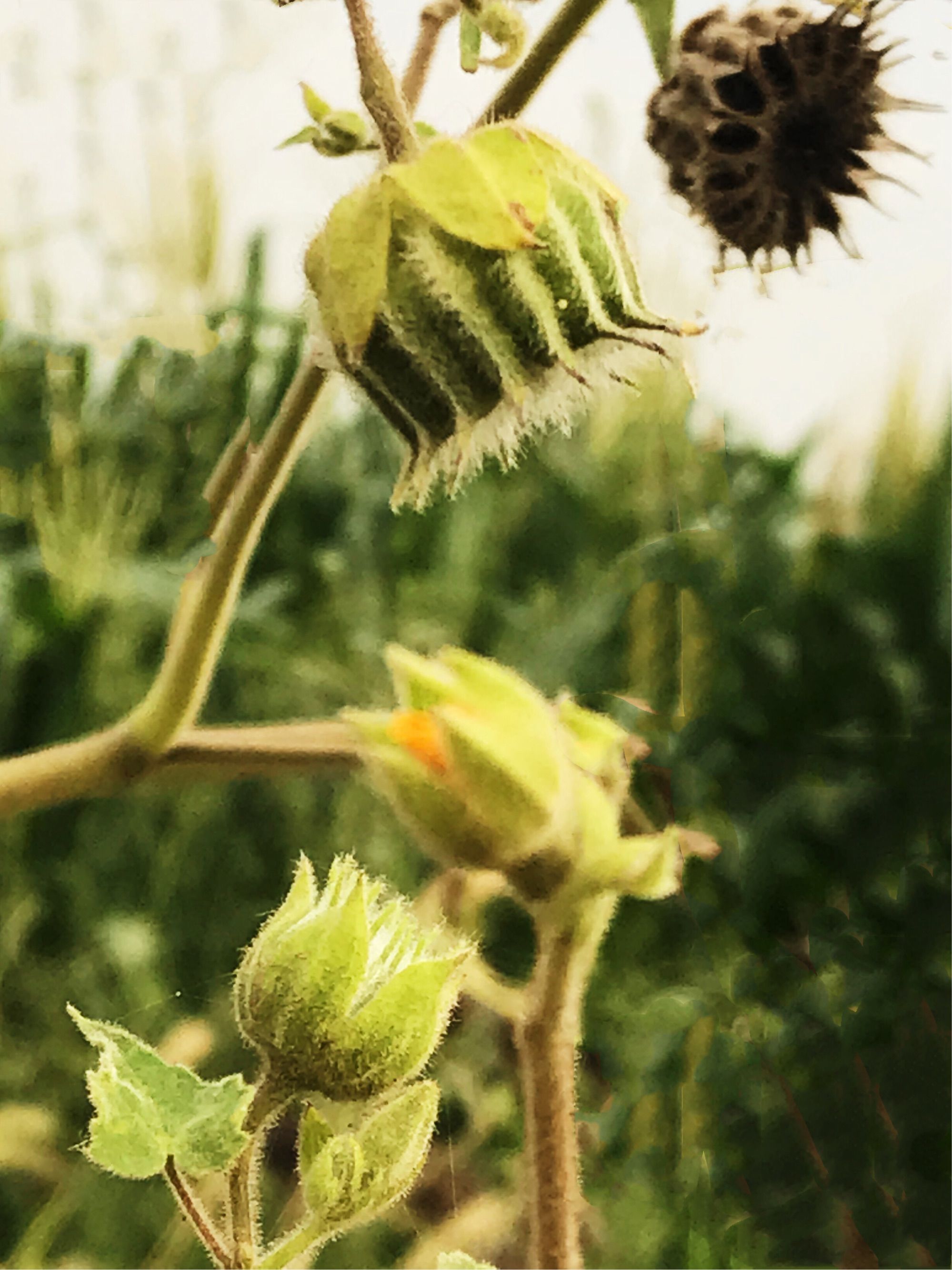 theophrasti /i> medicus)锦葵科苘麻属一年生亚灌木草本植物