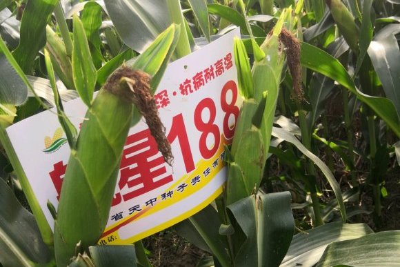 p>航星188是一个玉米 a target"_blank href/item/品种/8578917"