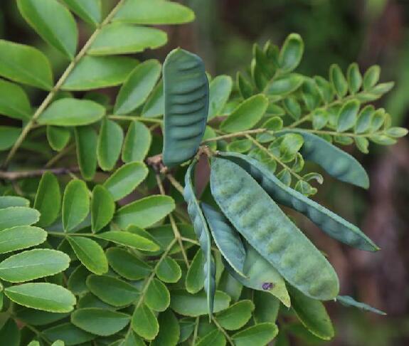  p data-id="gnbldn2in0">美国皂荚( i>gleditsia triacanthos /i>