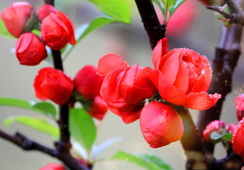 趙葵 花卉圖 趙葵 花卉圖