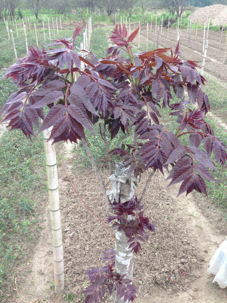 ailanthus altissima cv.hongye