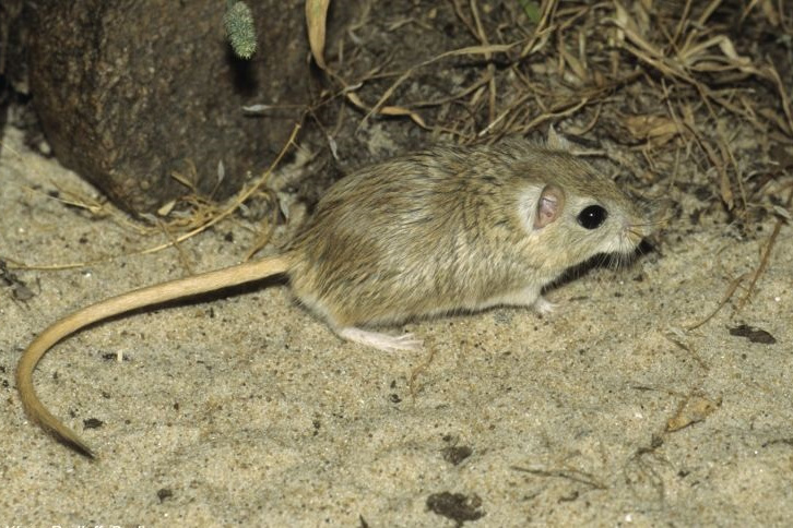 子午沙鼠阿勒泰亚种