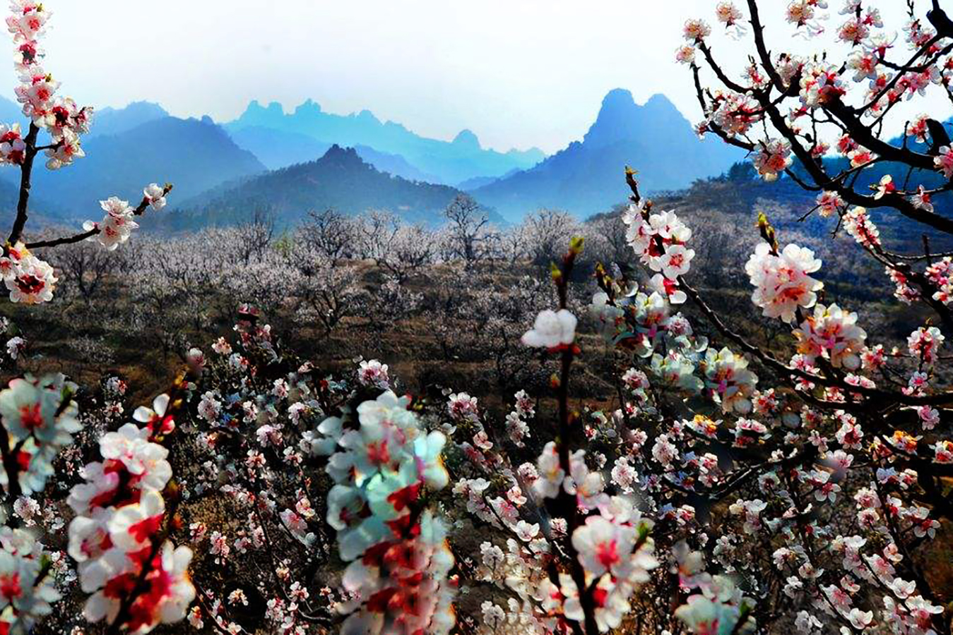 人间四月芳菲尽，山寺桃花始盛开，你是不是只会说这桃花真漂亮？_百科TA说