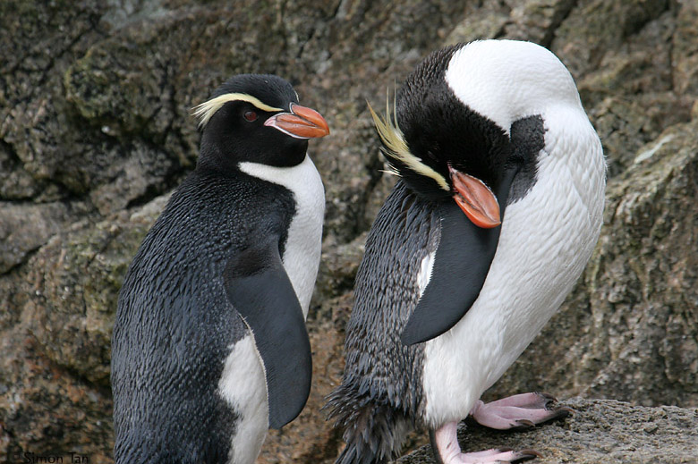 snares islands penguin