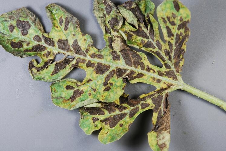 西瓜褐斑细菌病