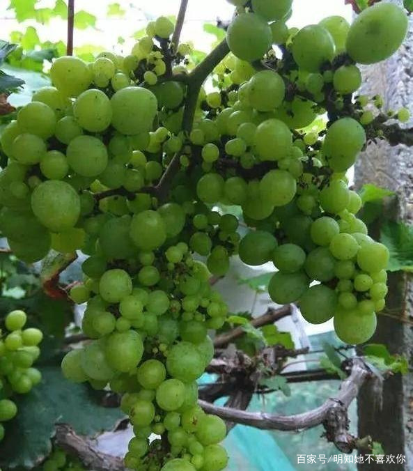 葡萄的大小呢 过来看看 百科ta说