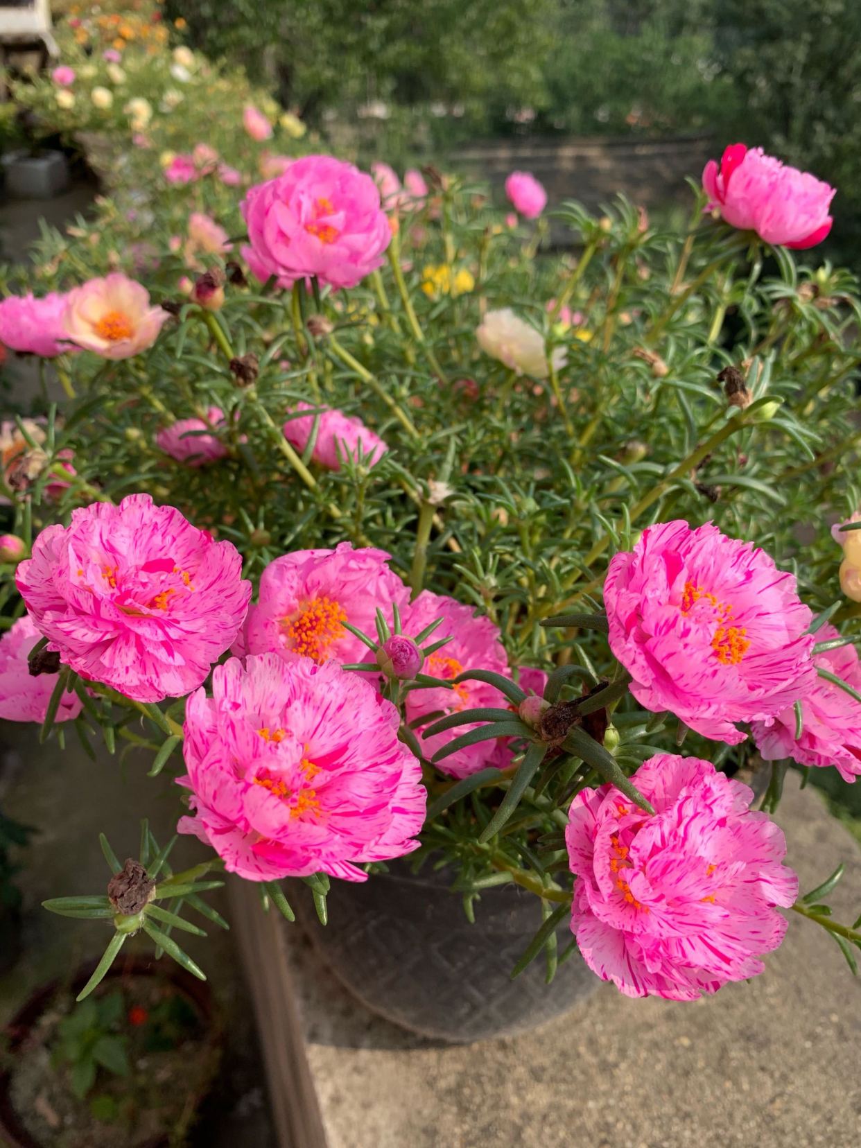 盆栽太阳花 做好5点 爆盆很简单 看一眼就爱上它了 百科ta说