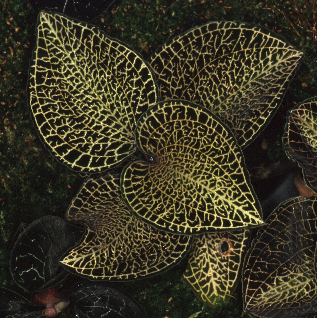 金线兰(原变种)