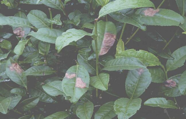  p>茶树炭疽病是由茶刺盘孢等炭疽菌属真菌引起的,发生在 a target="
