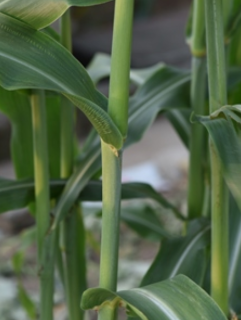  p>甜高粱(学名: i>sorghum dochna  /i>(forssk.