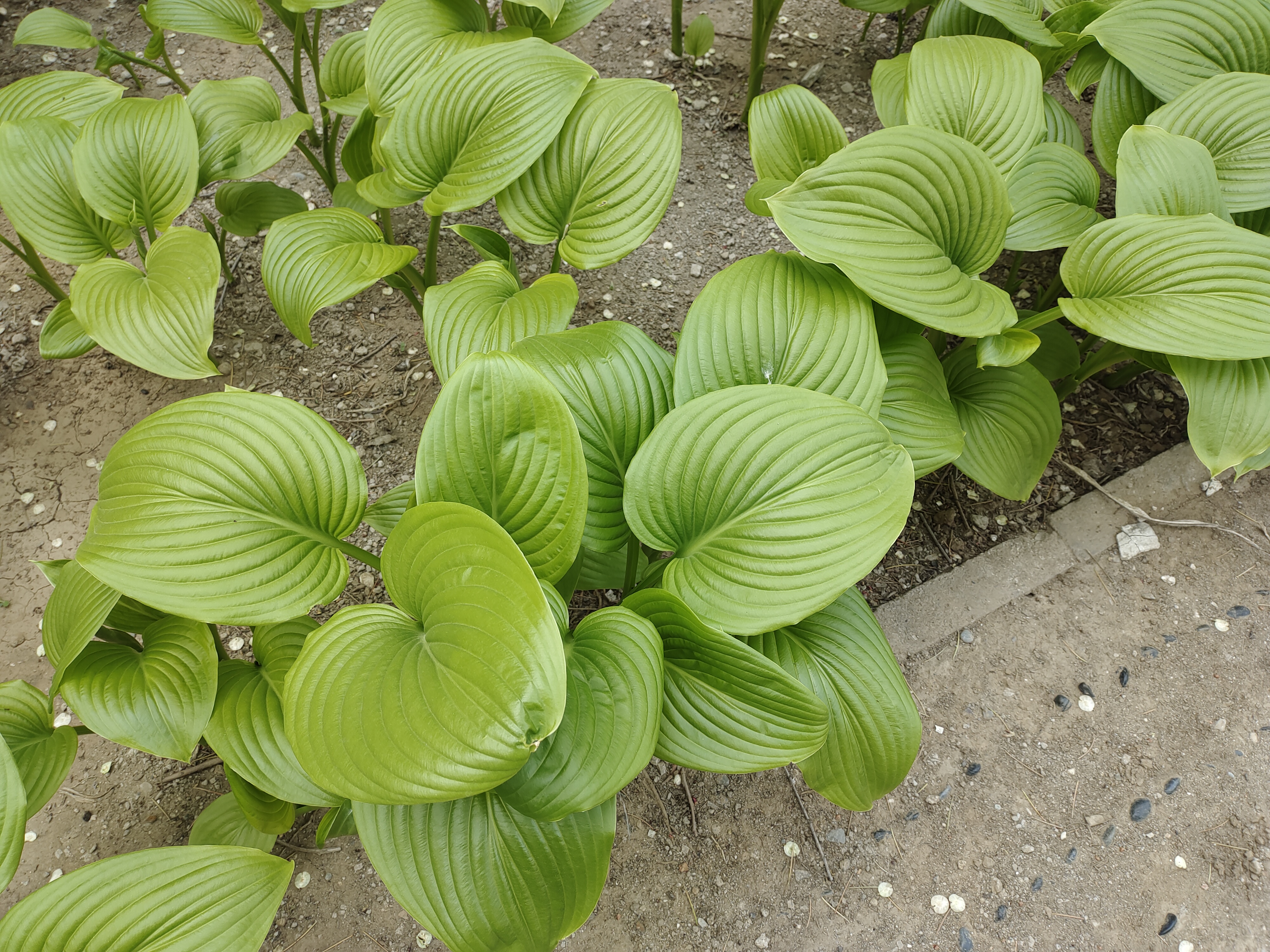 是天门冬科玉簪属的多年生宿根植物