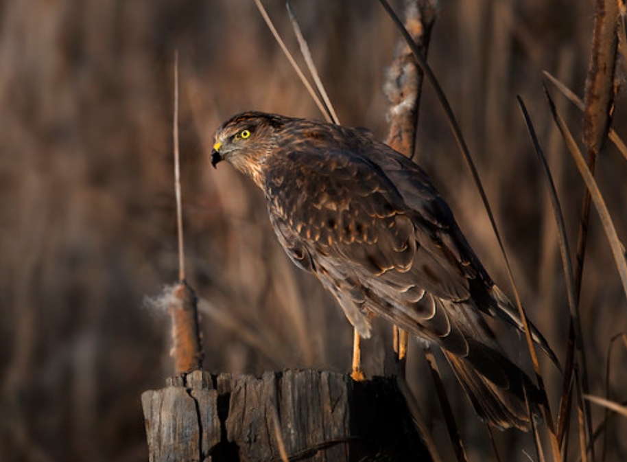  p>沼泽鹞(学名:circus approximans):是鹰科,鹞属的一个物种.