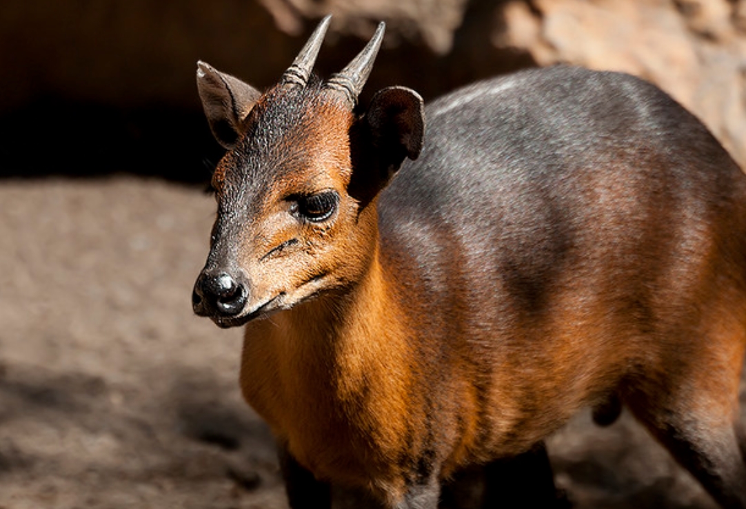  p>红腰小羚羊(学名: i>cephalophus rufilatus /i>):是偶蹄目,牛科