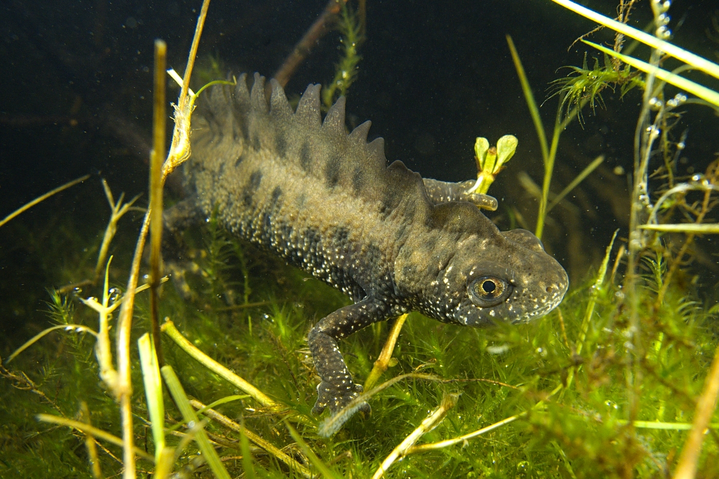  p data-id="t00d55h8hhnq">大冠欧螈(学名: i>triturus cristatus /i