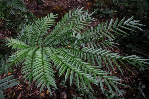 forst.) hoffm.),是合囊蕨科观音座莲属的多年生草本植物.