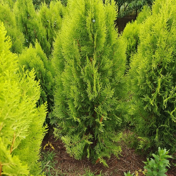 塔柏(学名: i>juniperus chinensis /i> pyramidalis)是柏科,刺柏属