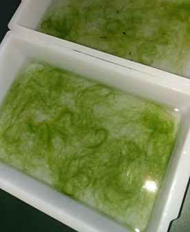 水绵图片