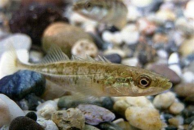  p>中华多刺鱼(学名: i>pungitius sinensis /i>)是刺鱼科,多刺鱼属的