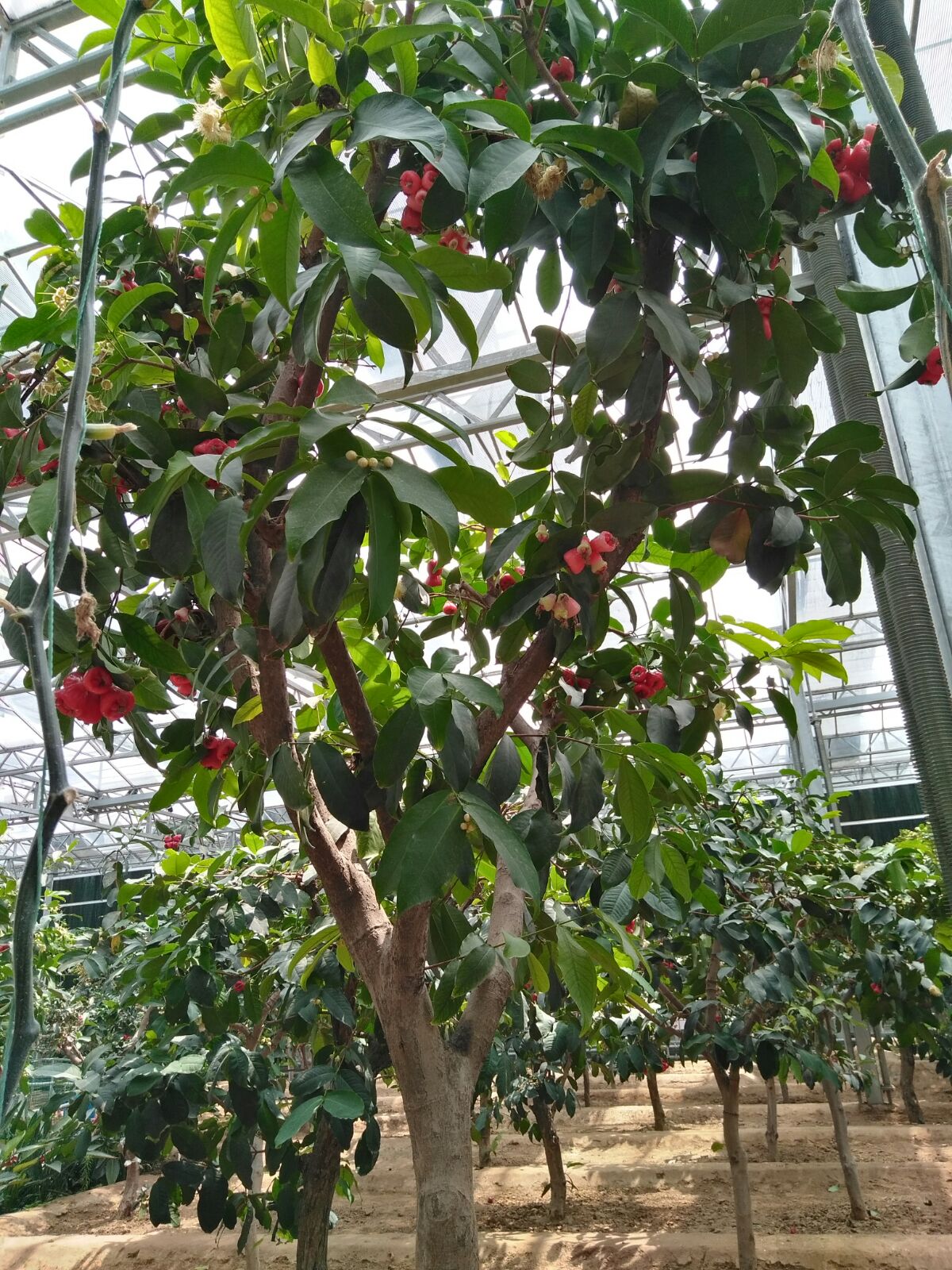  p data-id="gnbjuwm92m">莲雾成年树高3米,在东南亚地区,3-4月份开1