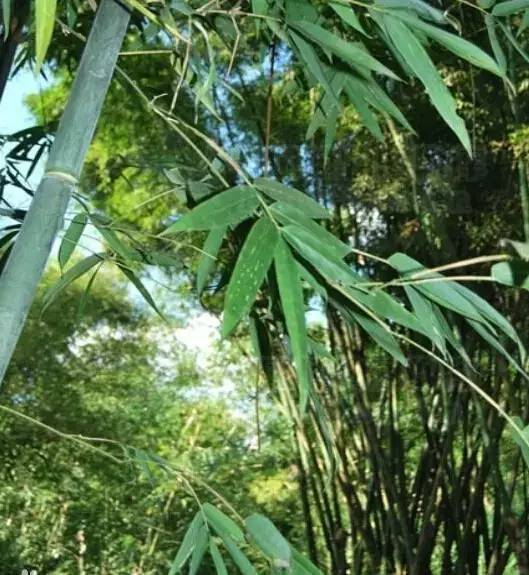 最“刚”的植物--刚竹_百科TA说