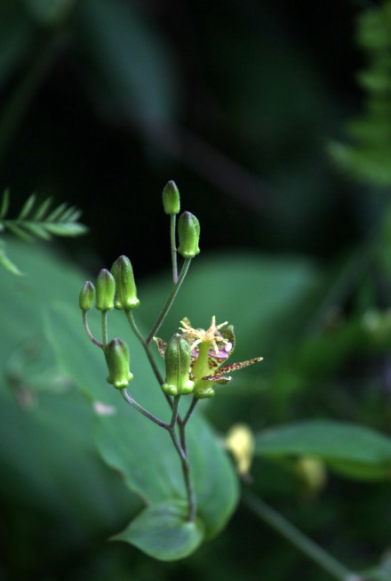 don) machride)是百合科,油点草属多年生 a href="#" data-lemmaid="