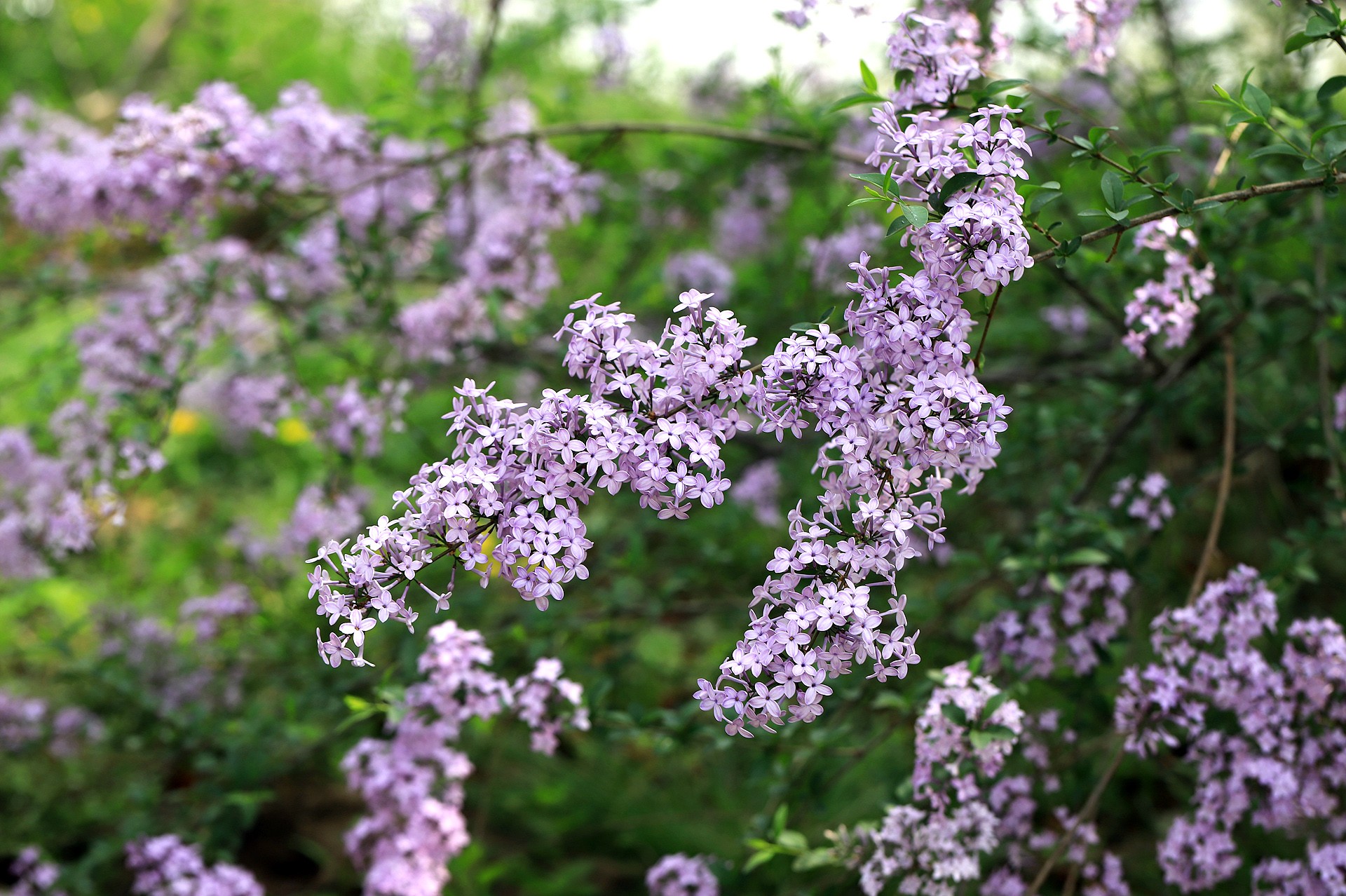  p>花叶丁香(学名: i>syringa persica /i> l.