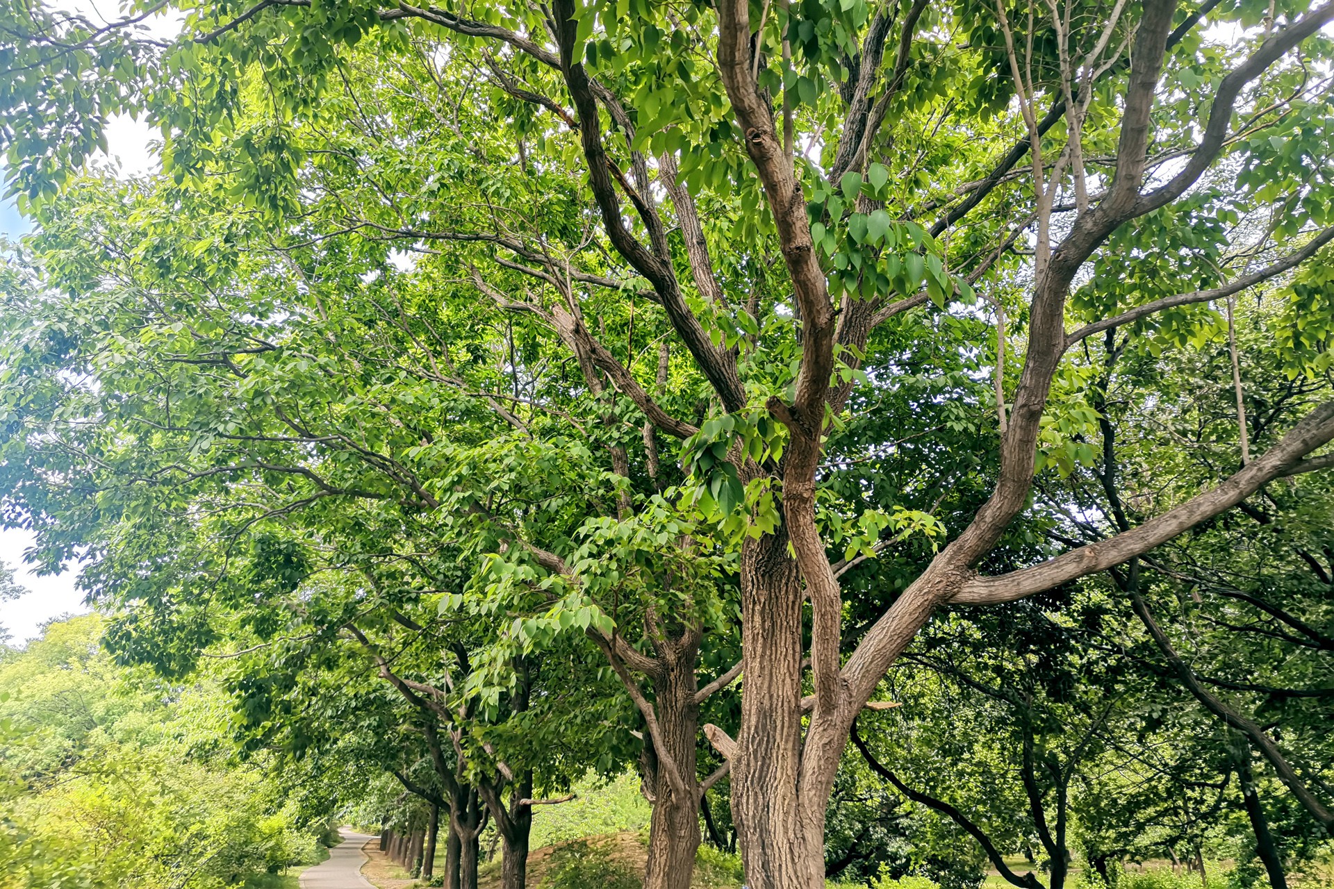 山樟子树,树山(第10页)_文秘苑图库