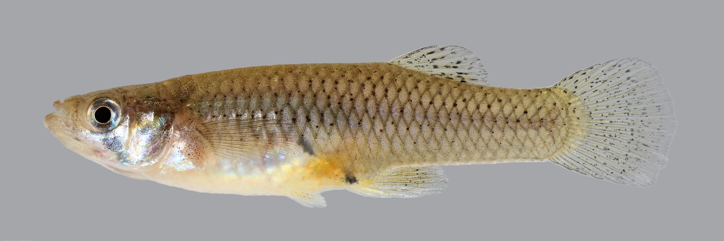  p>食蚊鱼(学名: i>gambusia affinis /i>)是胎鳉科,食蚊鱼属鱼类.