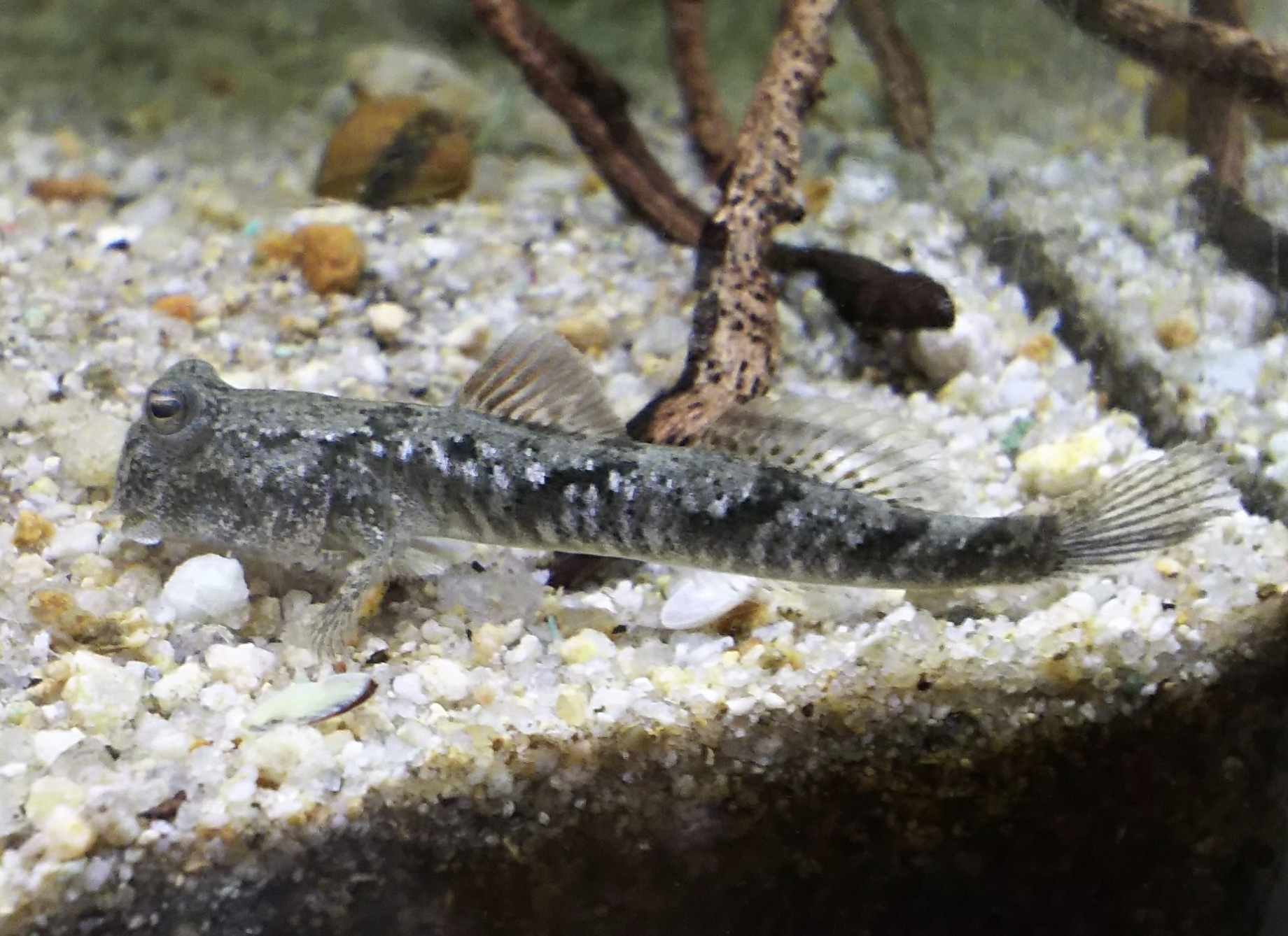 q1">弹涂鱼(学名: i>periophthalmus cantonensis /i>)是虾虎鱼科 sup