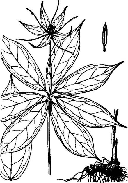 七叶一枝花（藜芦科重楼属植物）_百度百科