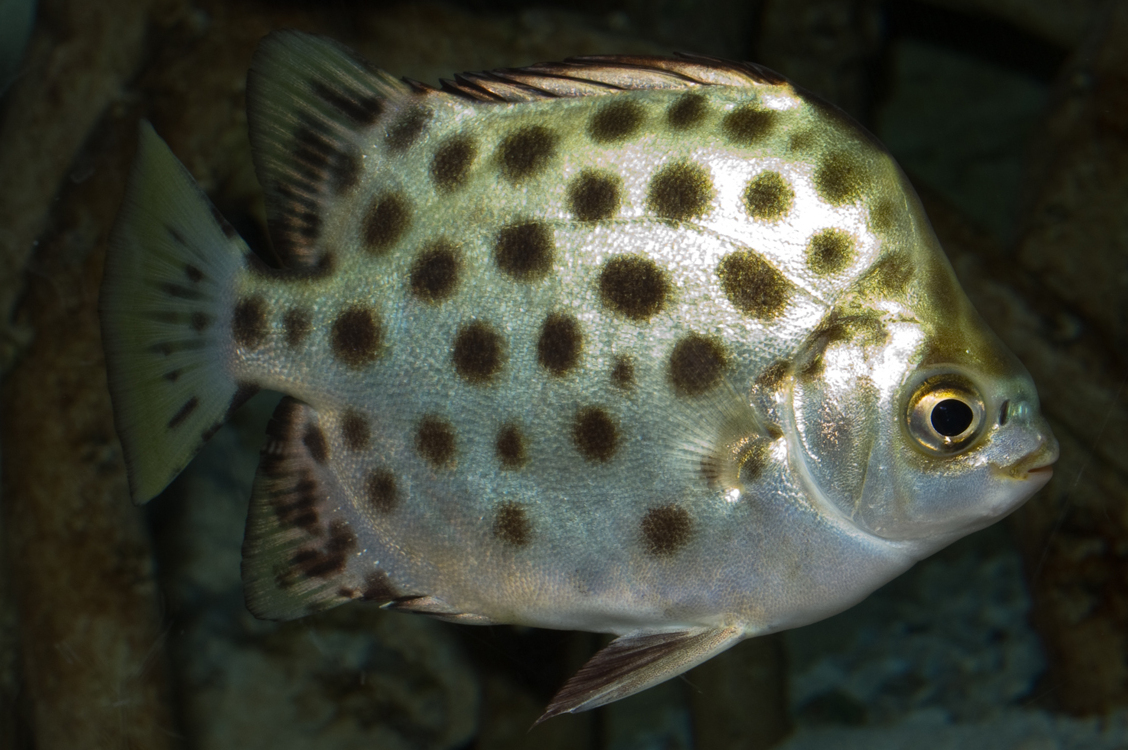  p>金钱鱼(学名: i>scatophagus argus /i>)是金钱鱼科,金钱鱼属鱼类.