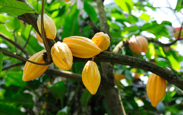 锦葵科可可属的常绿乔木植物,树冠繁茂,树皮厚,暗灰褐色;嫩枝褐色