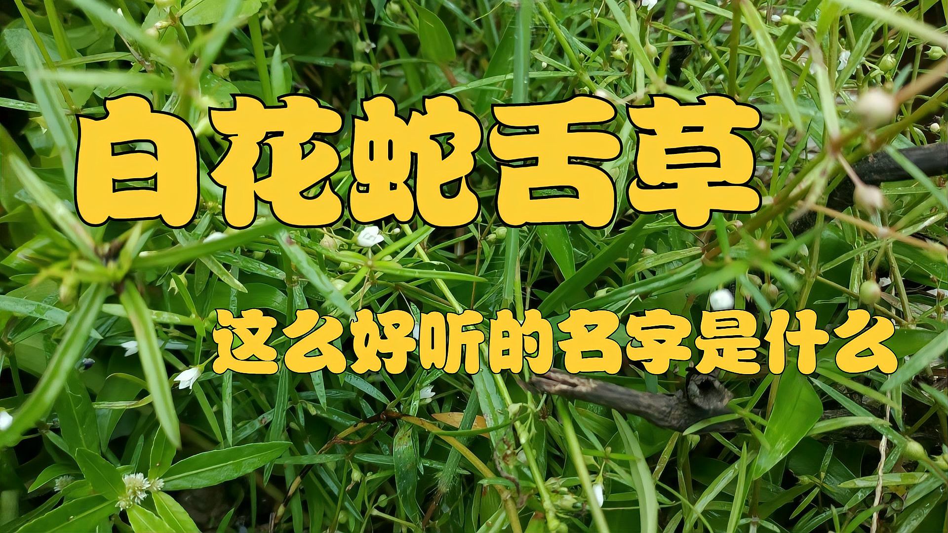 蛇舌草 百度百科