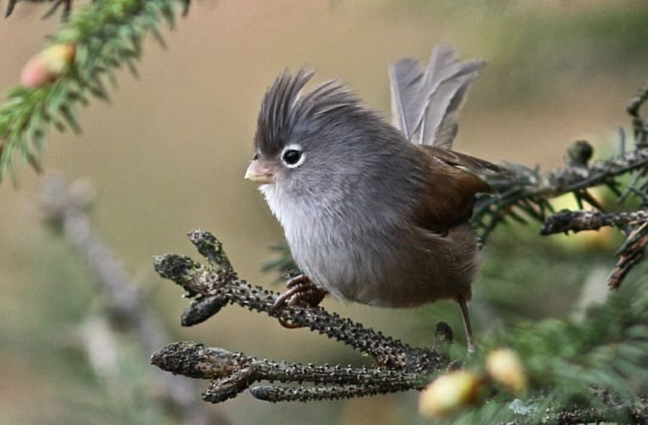  p>暗色鸦雀(学名: i>sinosuthora zappeyi /i>)是莺科,鸦雀属小型