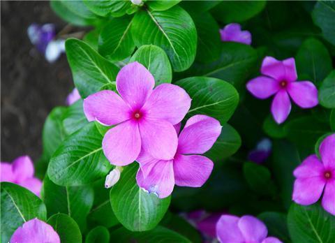 长春花 花瓣只有单层 怎么养殖 百科ta说