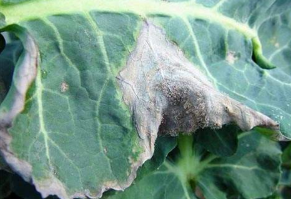  p>甘蓝灰霉病是由灰葡萄孢引起的,发生在 a target="_blank" href="