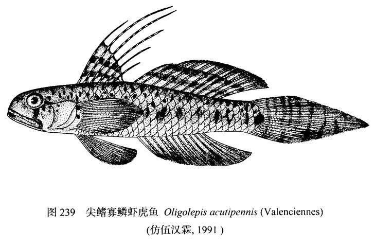尖鳍寡鳞虾虎鱼