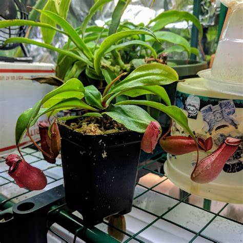血腥玛丽猪笼草