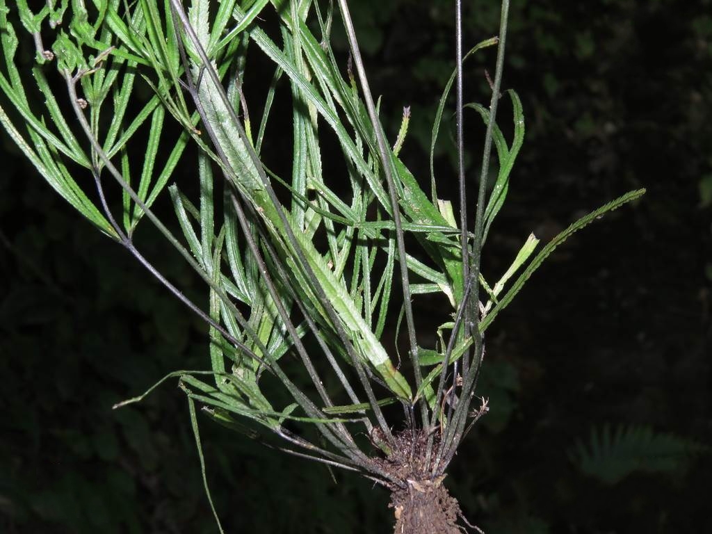  p>狭叶凤尾蕨(学名: i>pteris henryi /i> christ)是凤尾蕨科,凤尾蕨