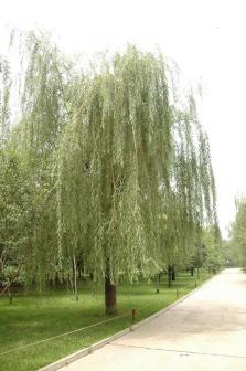 旱柳（杨柳科柳属植物）_百度百科