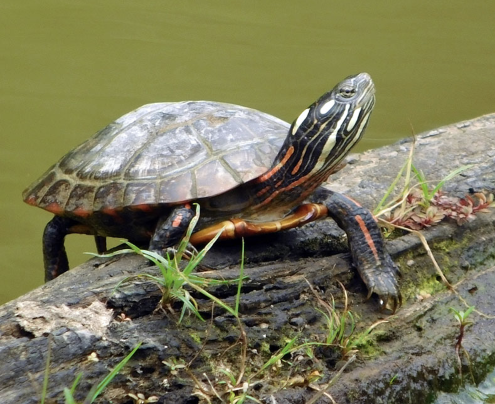  i>chrysemys picta /i>)是龟科,锦龟属小型的淡水龟类