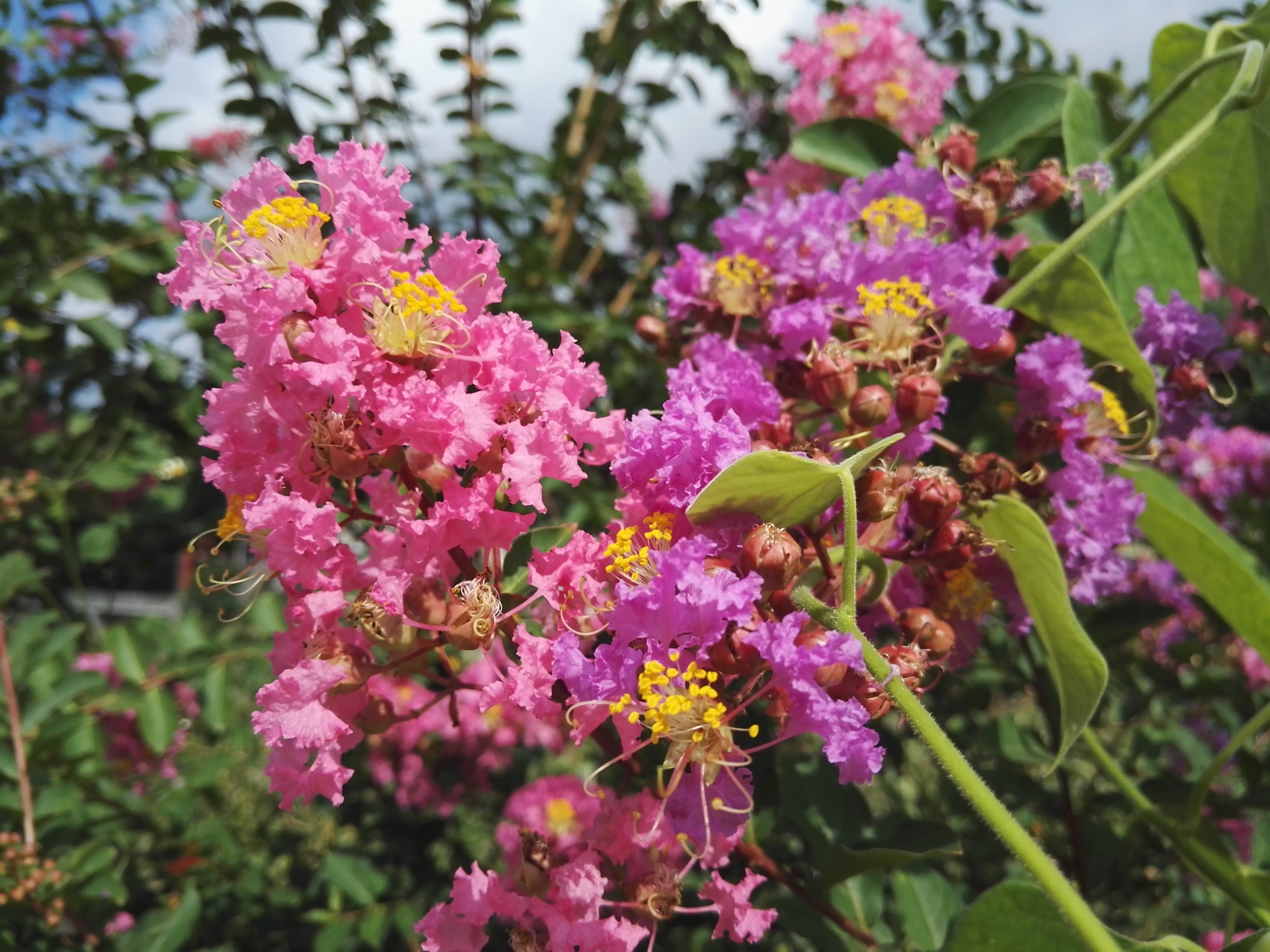 别名:痒痒花,痒痒树,紫金花, a target="_blank" href="/item/紫