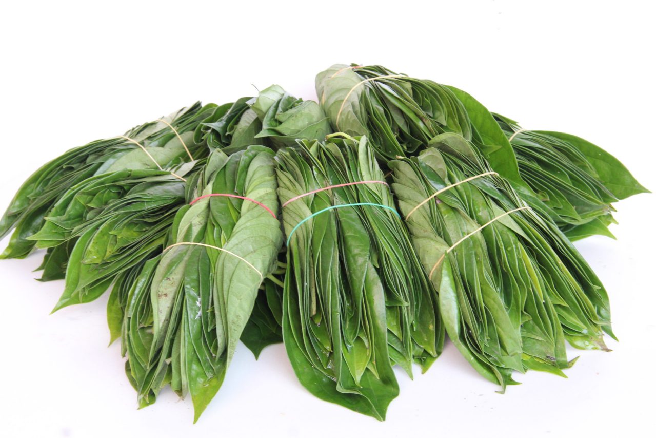 蒌叶（胡椒科胡椒属植物）_百度百科