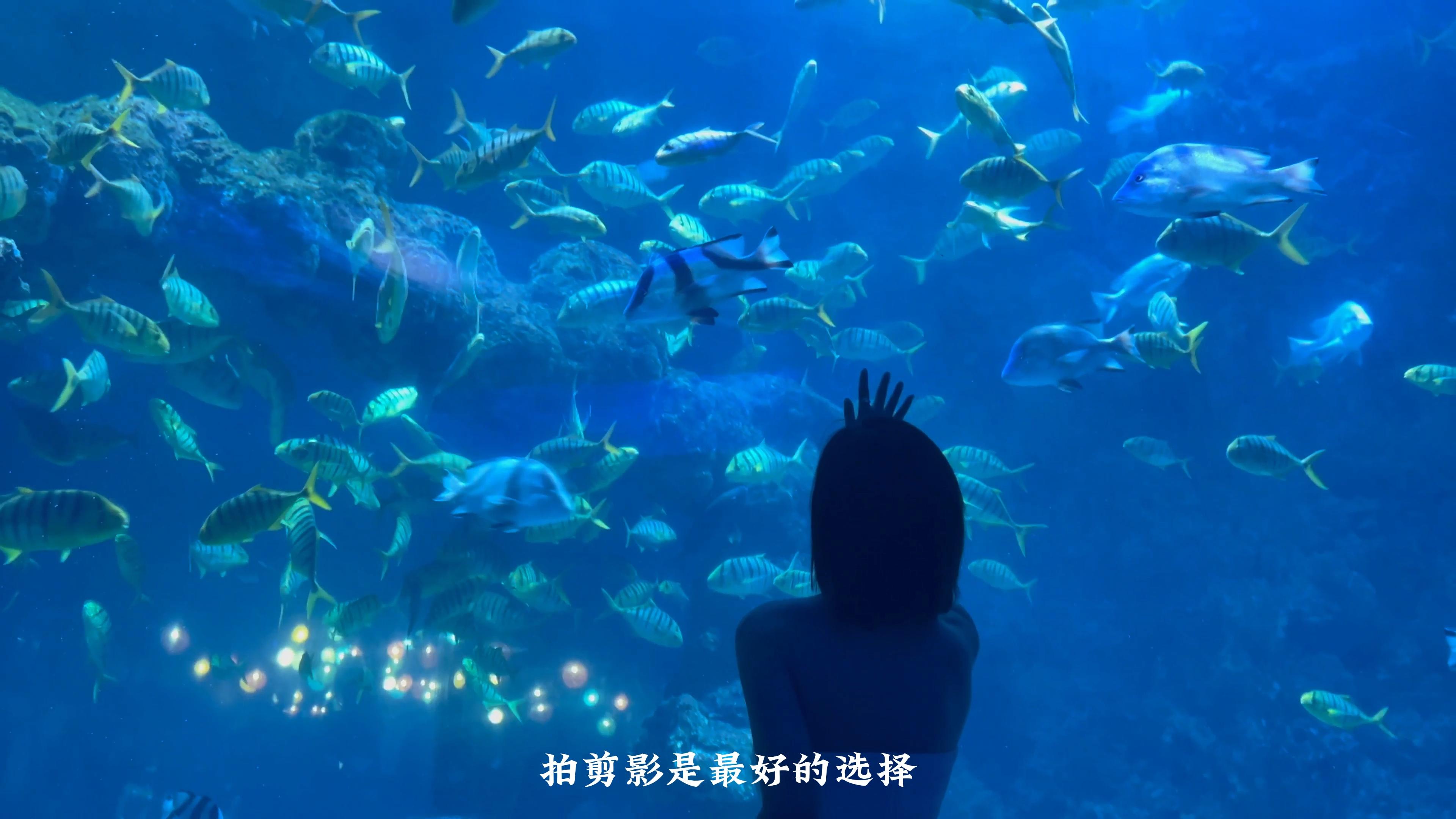 青岛极地海洋世界怎么拍照好看,手把手教给你!
