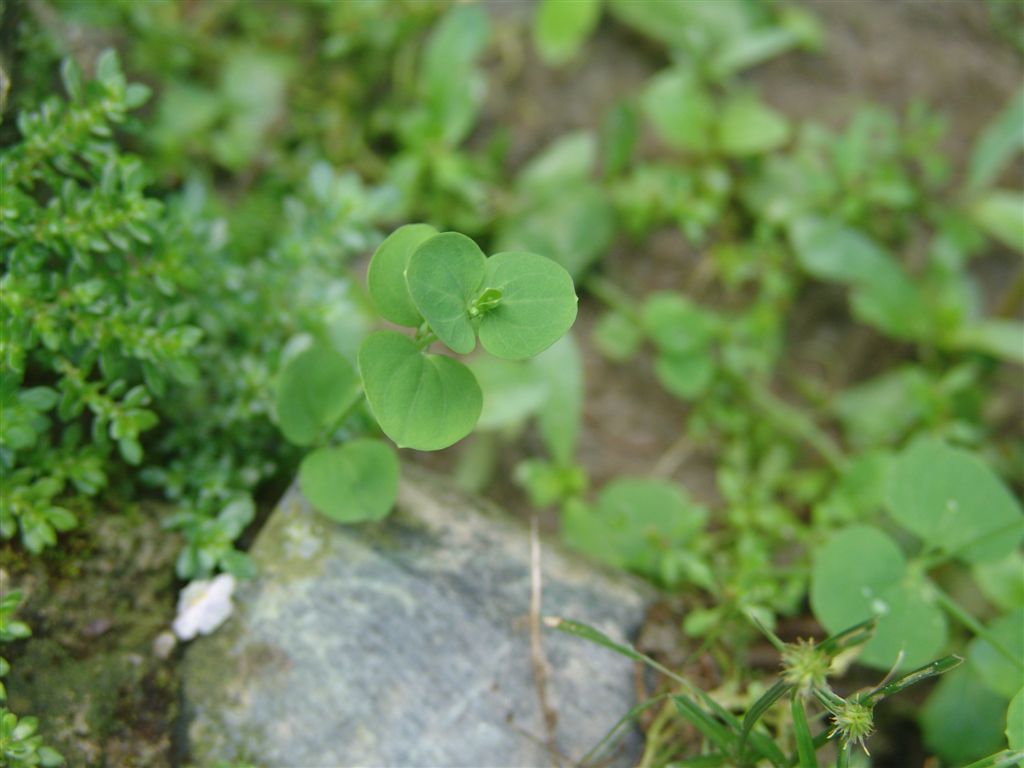  p>荷莲豆草(学名:drymaria diandra blume)是 a target="_blank"