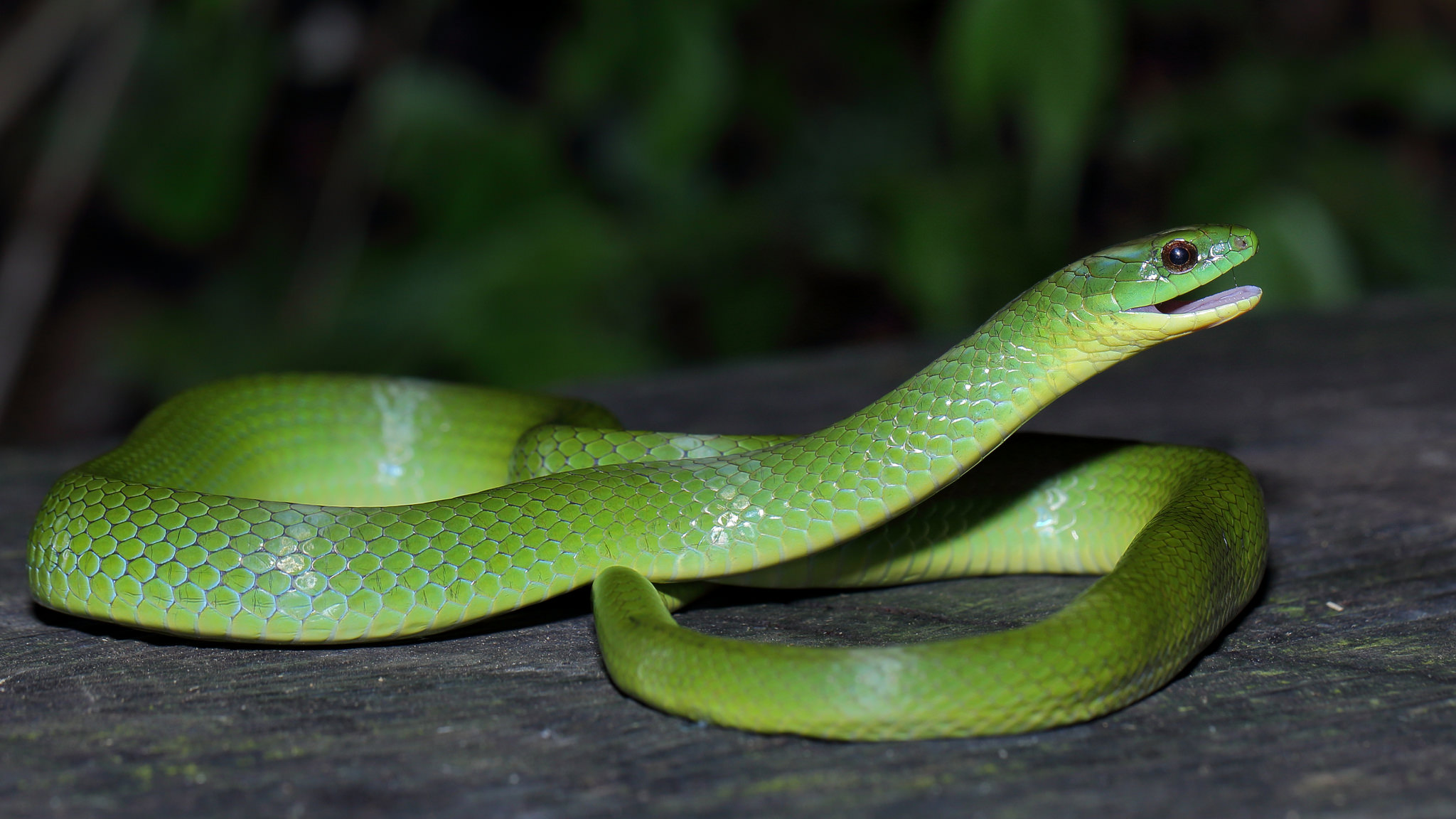  p>翠青蛇(学名: i>cyclophiops major  /i>)属于游蛇科,翠青蛇属,全