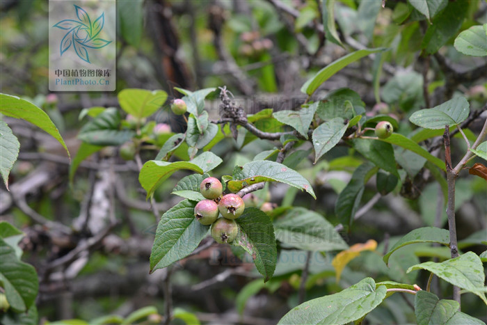  p>沧江海棠(学名: i>malus /i>  i>ombrophila /i> hand.-mazz.