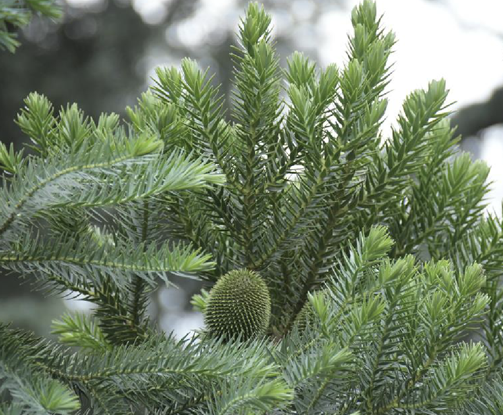 是南洋杉科南洋杉属植物,乔木,在原产地高达50米,胸径达1米;树皮厚