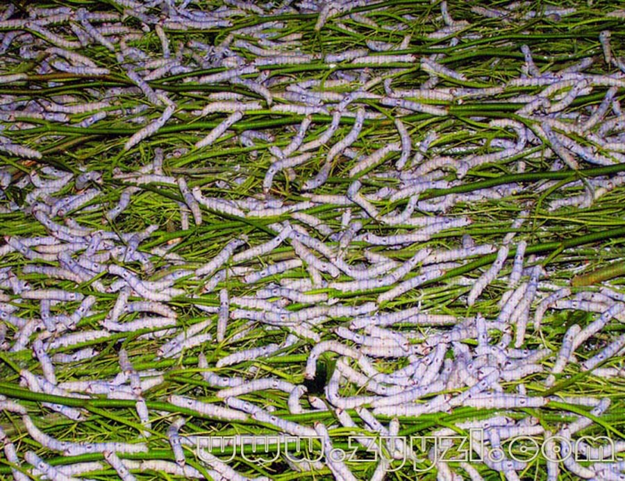  p>姜虫呈圆柱形,多弯曲而 a href="#" data-lemmaid="139583">皱缩 