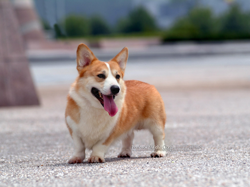 瑞典柯基犬